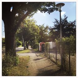 Footpath amidst trees