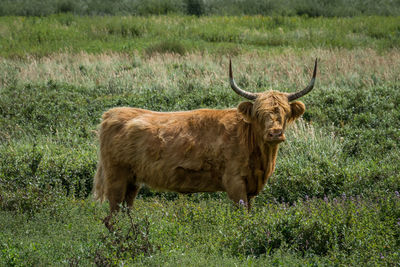 Highland cow standing in a field