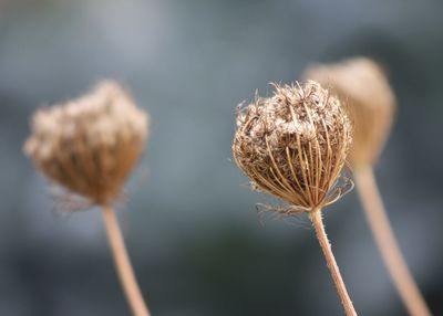 Close-up of flower against blurred background