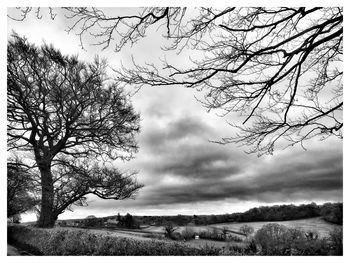 Low angle view of bare trees on field against sky