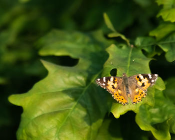 Close-up of butterfly on leaves
