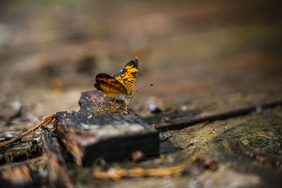 Close-up of butterfly on wood