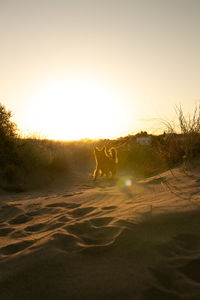 View of dog at sunset