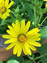 Close-up of yellow flower blooming outdoors