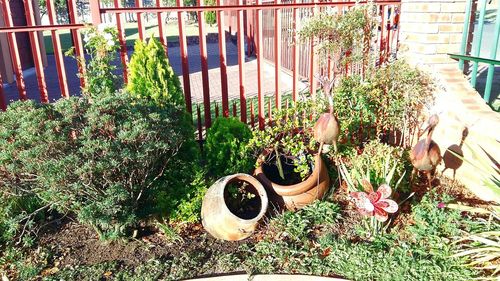 Potted plants in backyard
