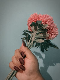 Close-up of hand holding rose plant against wall