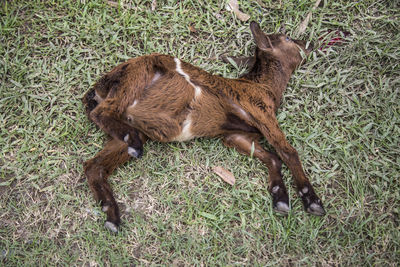 High angle view of dead lamb on grassy field