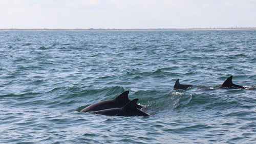 School of dolphins close to isla holbox, méxico 