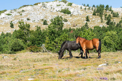 Horses in a field