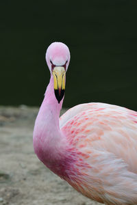 Close up portrait of a james's flamingo by the waters edge 
