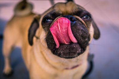 Close-up of dog licking nose