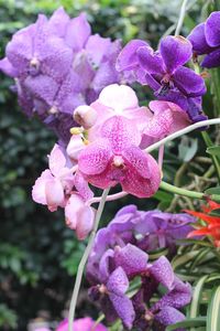Close-up of purple orchids