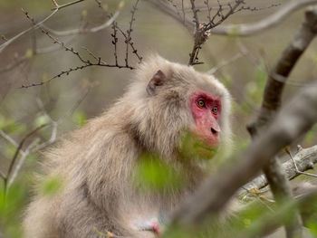 Close-up of monkey on tree