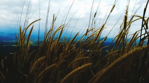 Close-up of stalks in field against sky