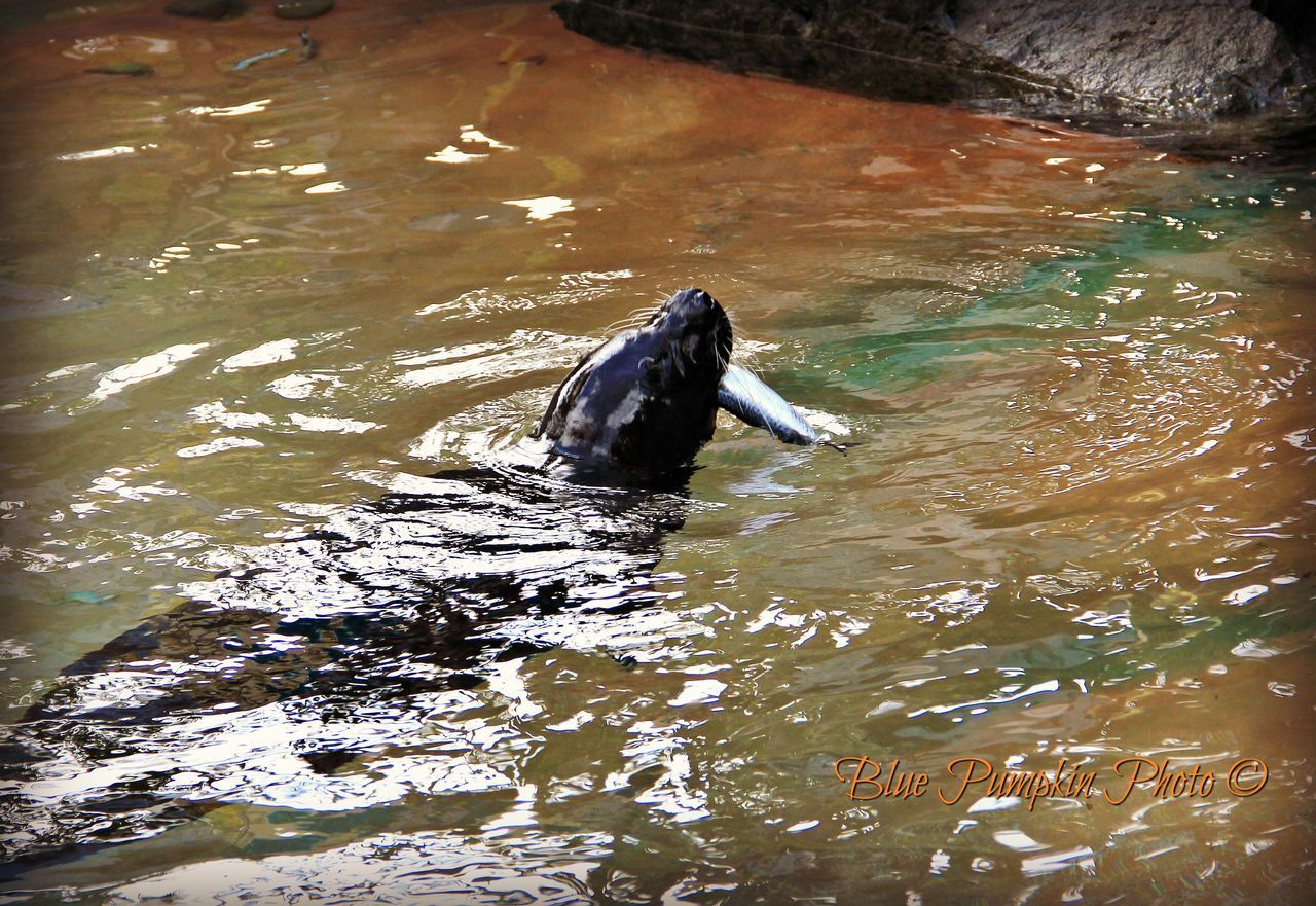 BIRD ON LAKE