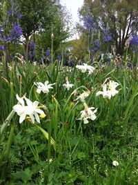 Close-up of white flowers blooming in field