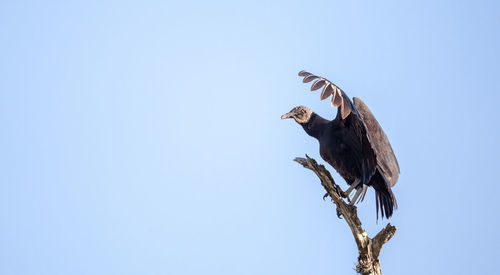 American black vulture coragyps atratus at the myakka river state park in sarasota, florida