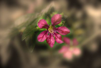 Close-up of pink flowers