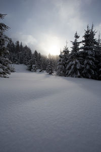 Trees on snow covered landscape