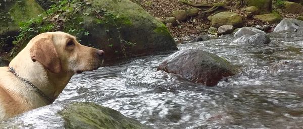 Rocks in water