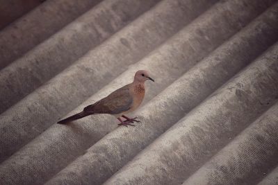 Close-up of bird perching