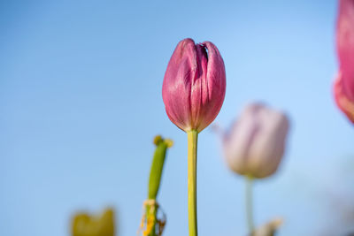 Close-up of red tulip flower against blue sky