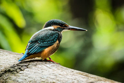 Close-up of bird perching on a branch