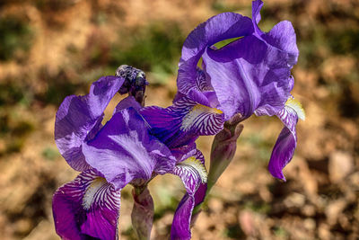 Close-up of purple iris blooming outdoors