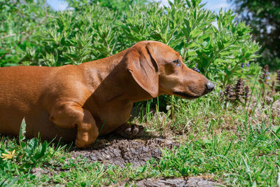 Side view of dog looking at grass