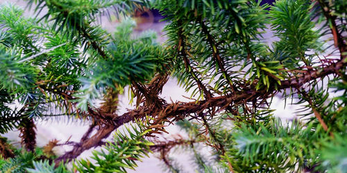 Juniperus rigida, the temple juniper, is a species of juniper.