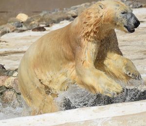 Close-up of wet animal in zoo