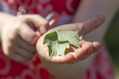 Close-up of hand holding leaves