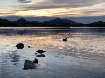 Ducks swimming in lake against sky during sunset