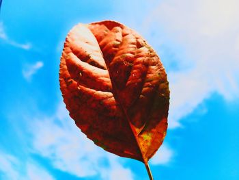 Low angle view of autumnal leaf against blue sky