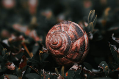 snail