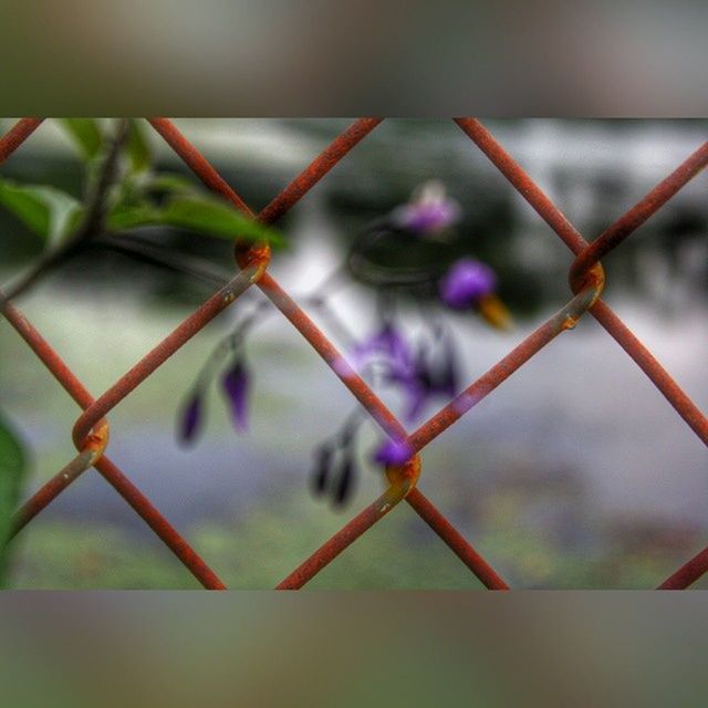 focus on foreground, close-up, protection, metal, safety, hanging, fence, security, indoors, chainlink fence, day, metallic, no people, pattern, selective focus, built structure, padlock, leaf, nature