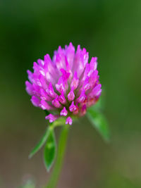 Close-up of pink flower