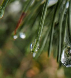 Close-up of raindrops on pine tree