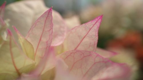 Close-up of pink flowers