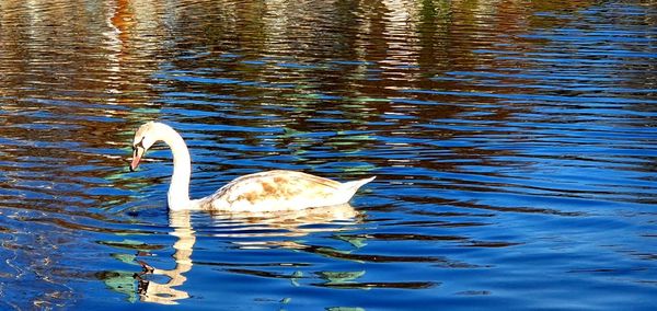 Swan swimming in lake