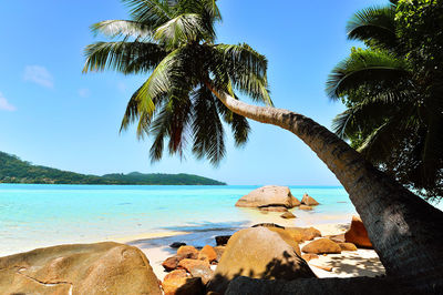 Palm tree by sea against clear blue sky