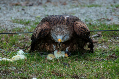 Close-up of a bird on field