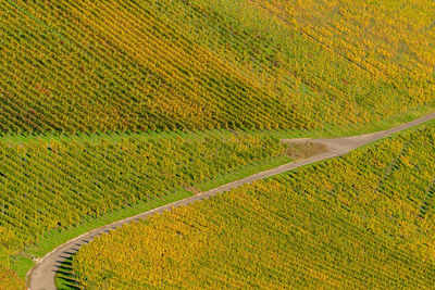 Scenic view of agricultural field