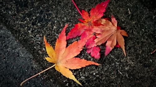 High angle view of maple leaves on plant