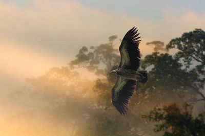 Low angle view of bird flying against sky during sunset