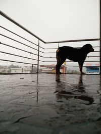 Dog standing in water against clear sky