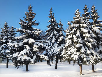 Pine trees on snow covered land against sky