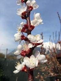 Close-up of cherry blossoms against sky