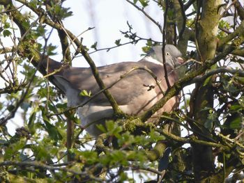 Low angle view of bird perching on tree