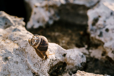 Close-up of snail on rock